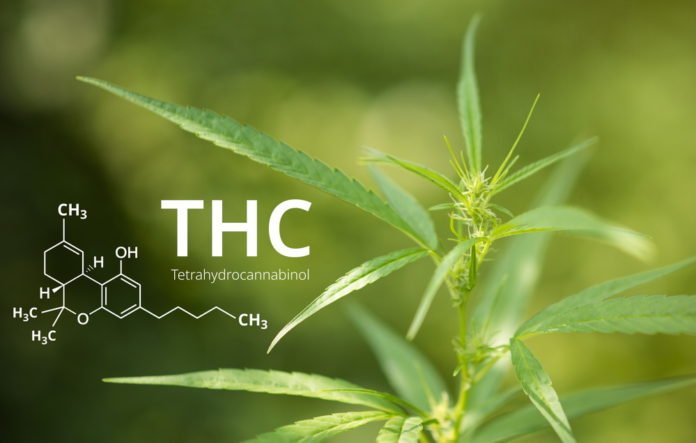 Tetrahydrocannabinol or THC molecule formula with Marijuana back